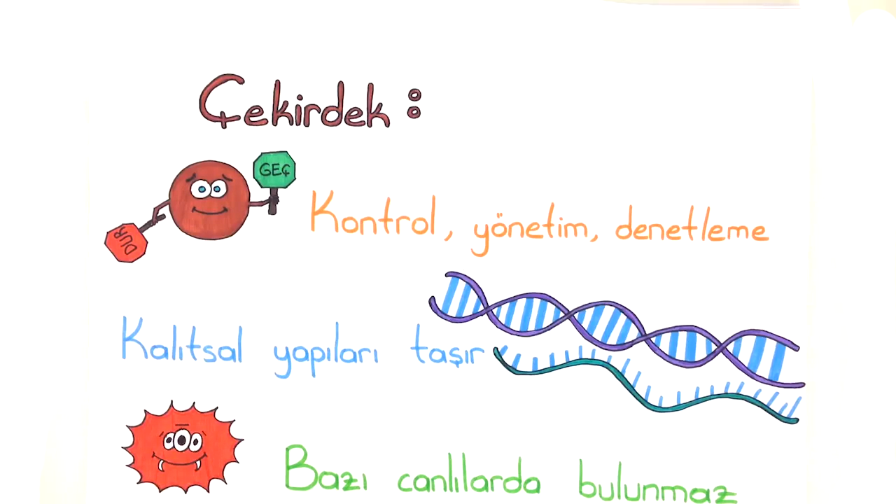 Tonguc Plus 7 Sinif Fen Bilimleri Hucre Ve Bolunmeler Konu Anlatimlari