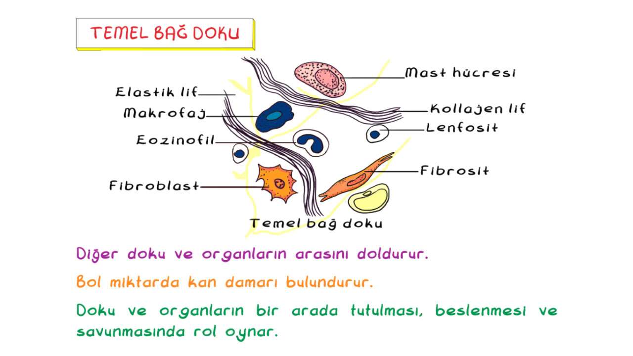 egzersiz fizyolojisi scott güçleri pdf indir